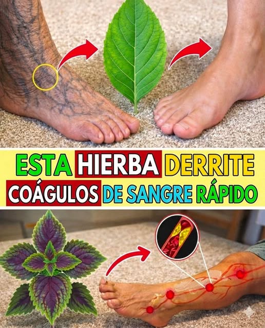 Las  hierbas poderosas que pueden ayudar a apoyar una circulación saludable de forma natural